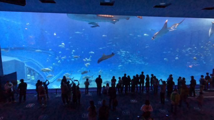 日本冲绳美丽海水族馆全景人头攒动海洋生物