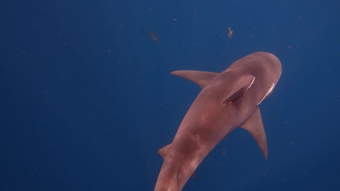 牛鲨在空旷的蓝色海洋中游过画面