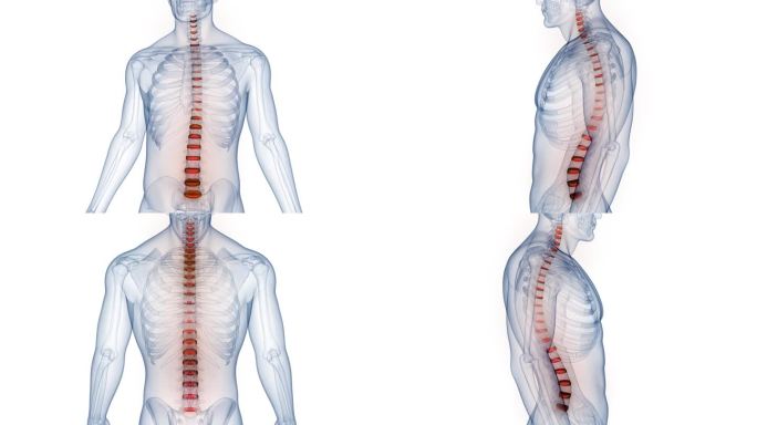 人体骨骼系统的脊髓、脊柱椎间盘解剖动画概念