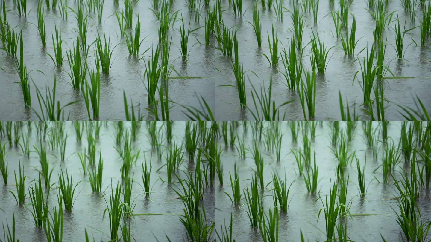 雨季水稻生长升格慢动作
