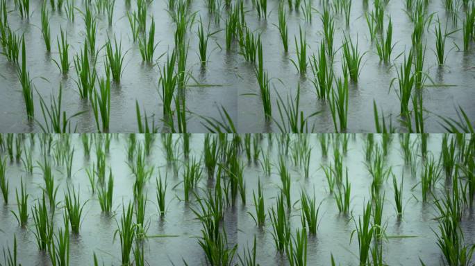 雨季水稻生长升格慢动作