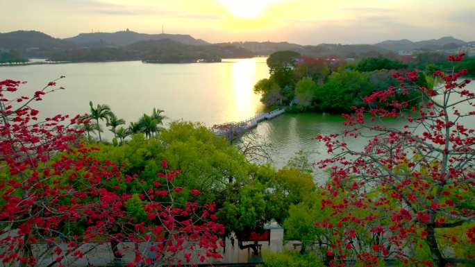 惠州西湖百花洲木棉大景