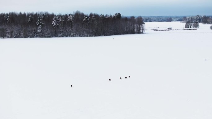 航拍，美丽的白雪皑皑的冬日田野，一群鹿在寻找食物