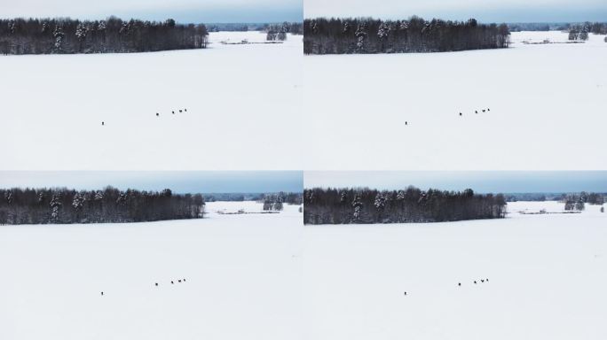 航拍，美丽的白雪皑皑的冬日田野，一群鹿在寻找食物