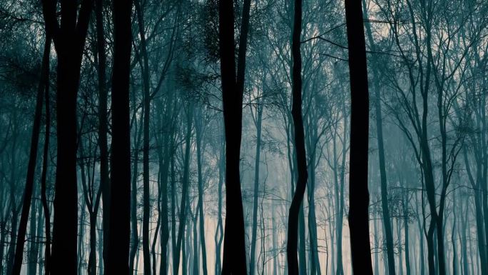 日落时雾蒙蒙的森林令人难以忘怀的景象。