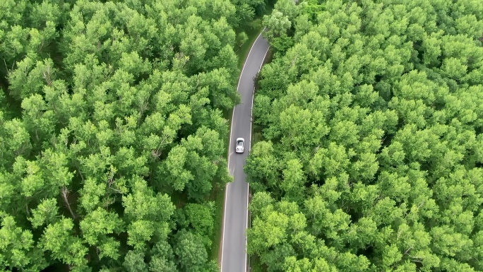 汽车行驶在森林的马路上
