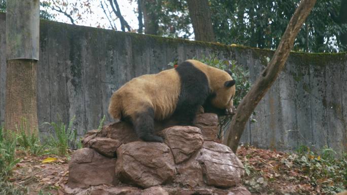 大熊猫玩耍休息