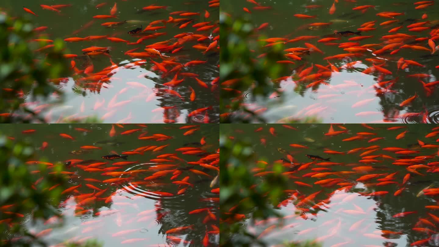 江南中式古典园林雨滴落在金鱼鱼塘泛起涟漪