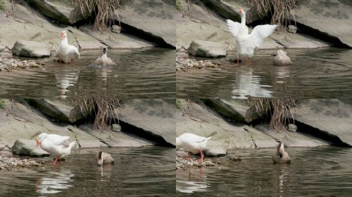 小河里白大鹅戏水展开翅膀升格慢动作