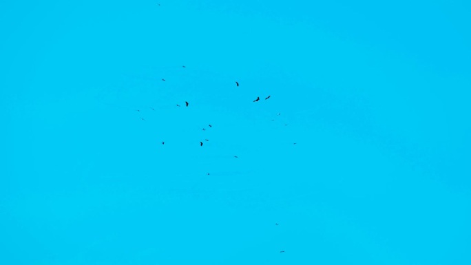 远处的一群秃鹫在宁静晴朗的蓝天上排成飞行队形盘旋
