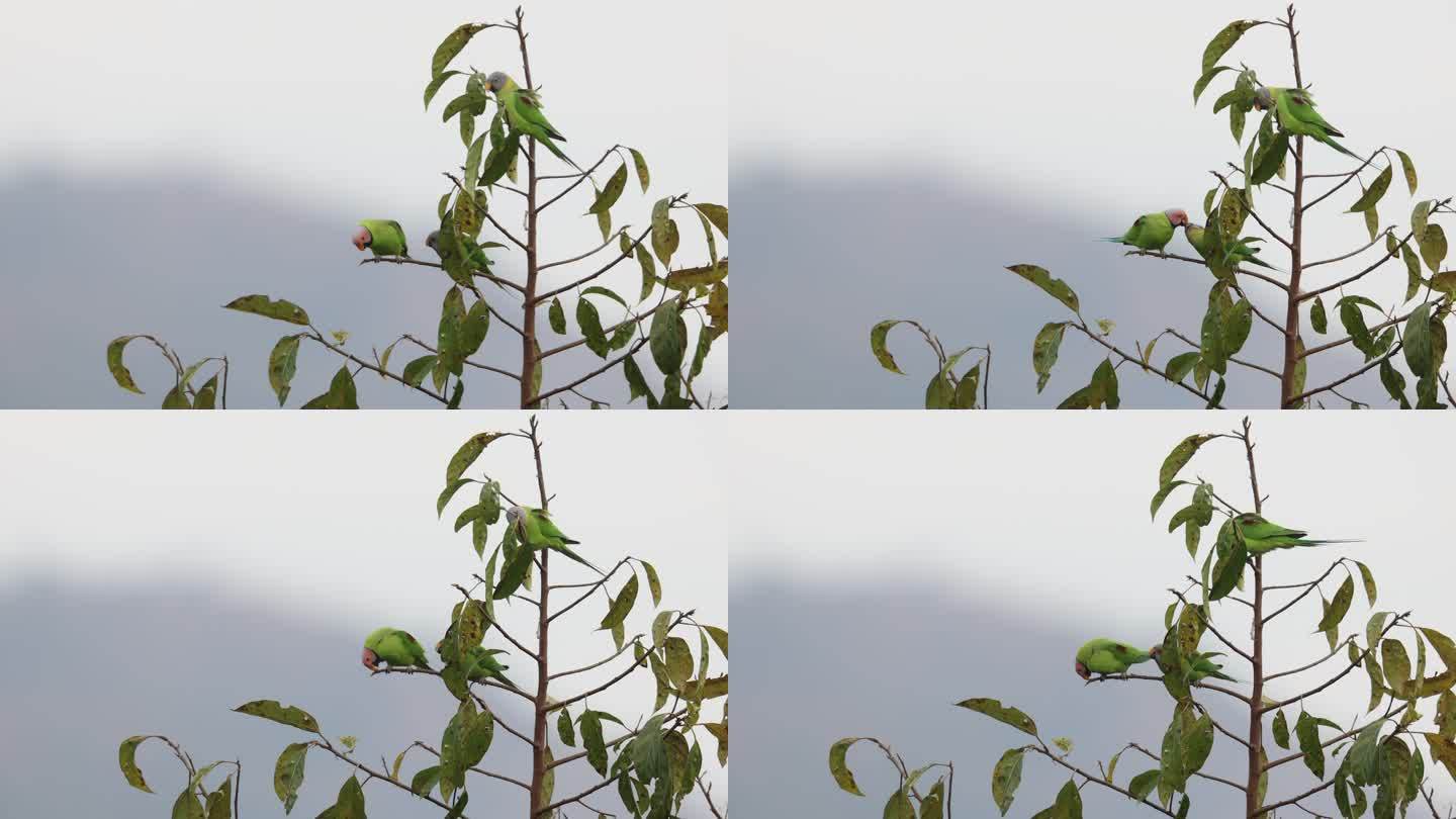 中国珍稀鸟类花头鹦鹉求偶的画面