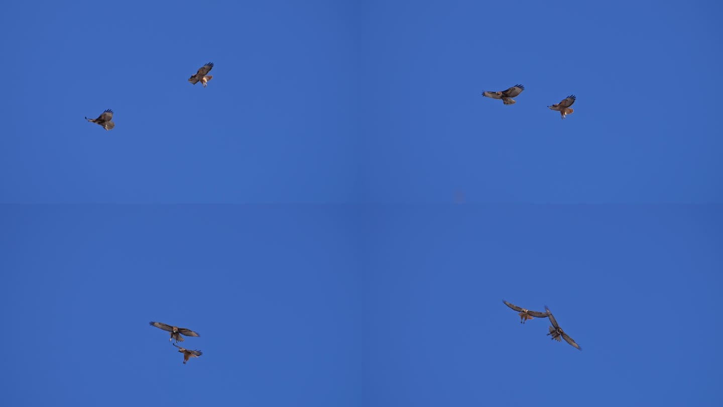 小红尾鹰和成年红尾鹰一起在蓝天中飞翔