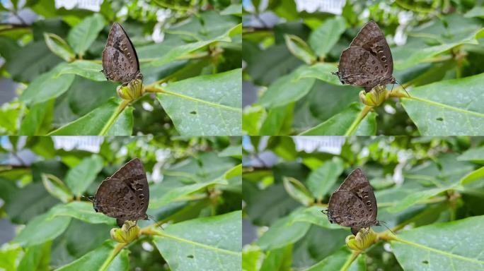 从宏观上看，这是一只栖息在杏仁树叶上的阿帕帕拉、橡树蓝或大闪蝶