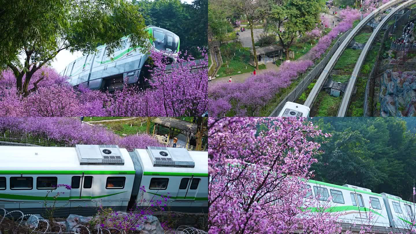 2024重庆开往春天的列车4K