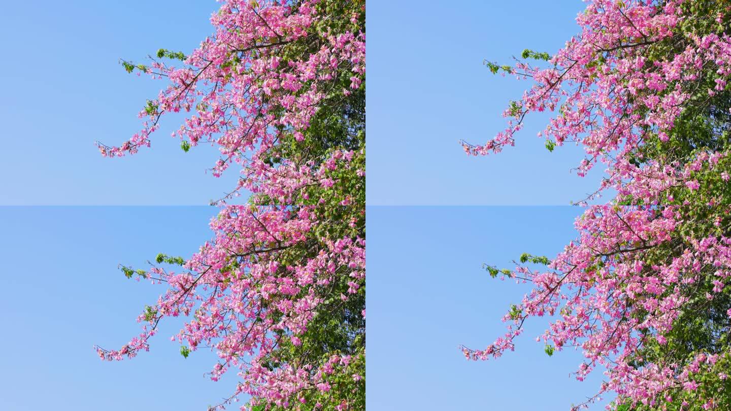 春天盛开的浪漫花朵