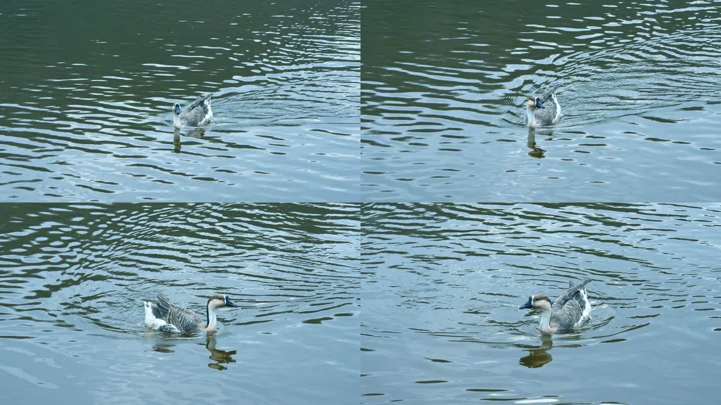 大灰鹅 湖面上一只游动的灰鹅