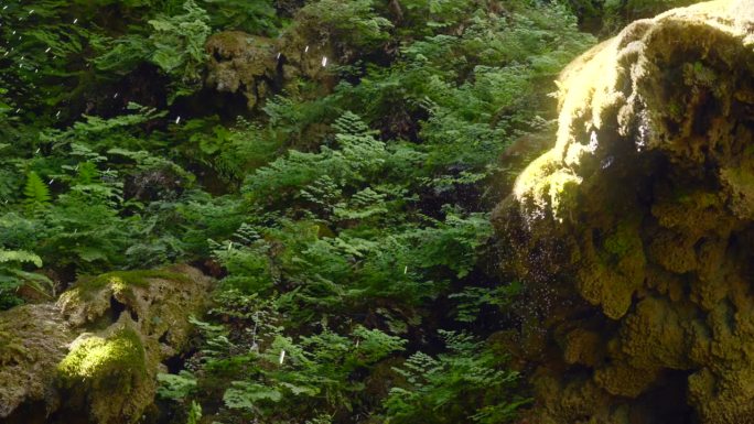 明亮的阳光洒在浓密的苔藓上，蕨类植物下面的水滴滴落在森林的地面上