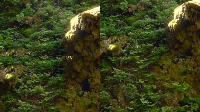 明亮的阳光洒在浓密的苔藓上，蕨类植物下面的水滴滴落在森林的地面上