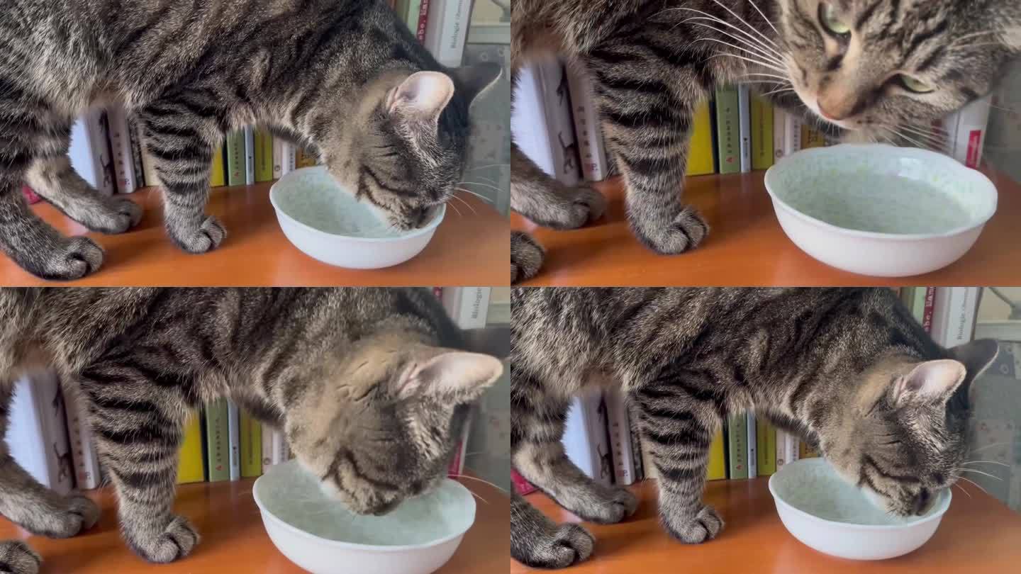 正在喝水的狸花猫