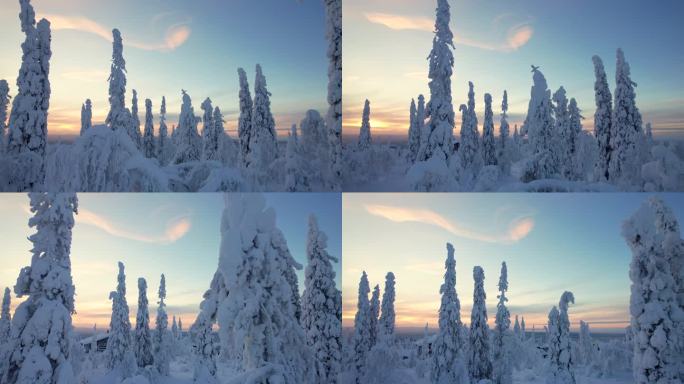 在芬兰拉普兰，北极圈，黄昏的雪景中，无人机在树间飞行