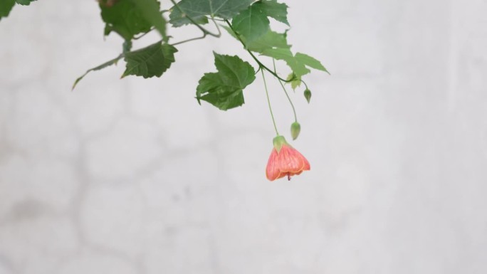 锦葵(Abutilon pictum)俗称红锦葵、红脉印度锦葵、红脉开花枫树、中国灯笼或红脉中国灯笼
