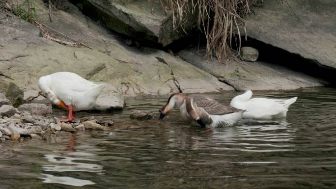 一群大鹅在溪边喝水洗澡嬉戏玩耍上岸