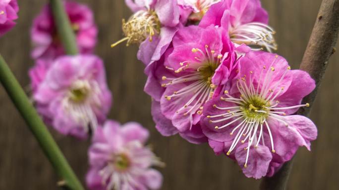 腊梅梅花繁花花开延时