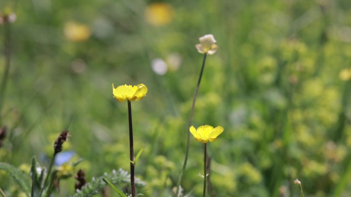草地上的小野花