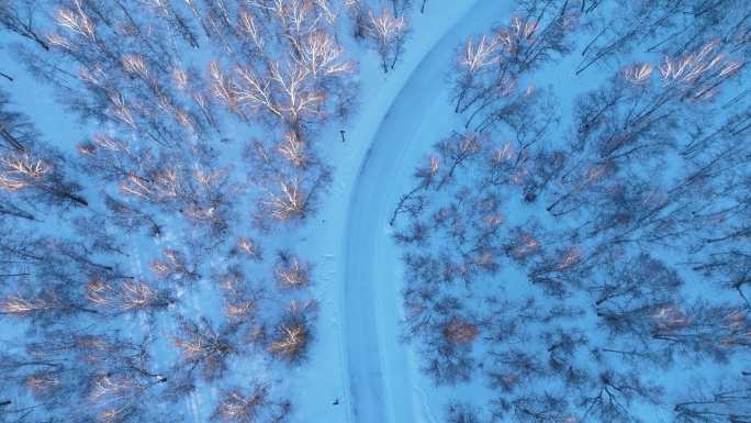 夕照雪原桦林雪路