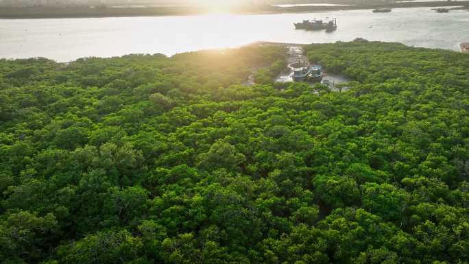 4k湛江乐民港红树林滩涂湿地保护区航拍