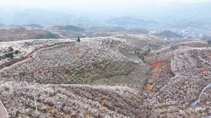 樱桃花航拍