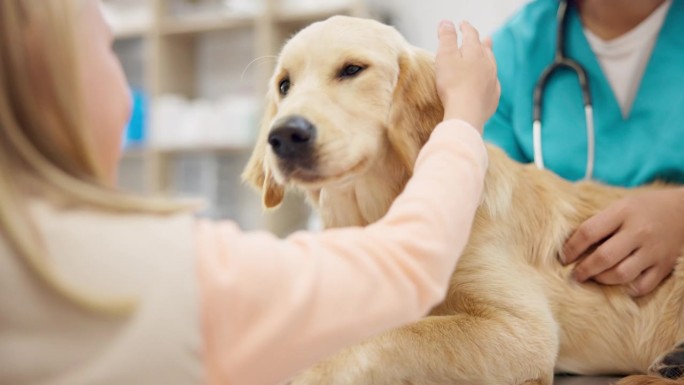 手，兽医和一个女孩带着她的狗在诊所进行动物检查或预约。保健、医疗和幼犬在兽医院有专业医生进行咨询