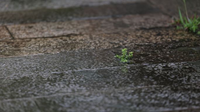 在雨中坚强的小草空镜镜头下雨氛围感