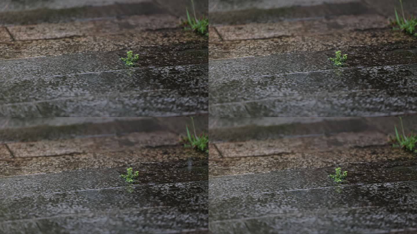 在雨中坚强的小草空镜镜头下雨氛围感