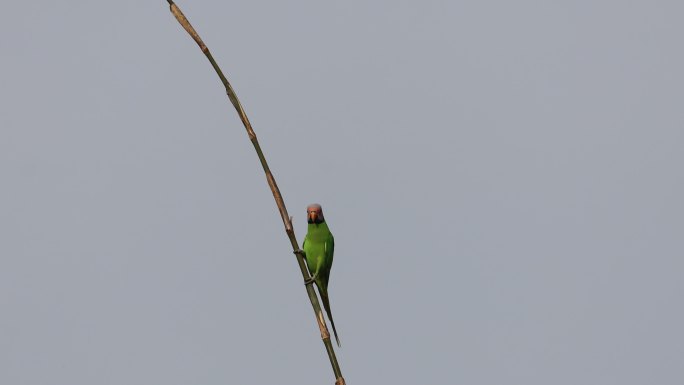 竹子上的花头鹦鹉特写镜头