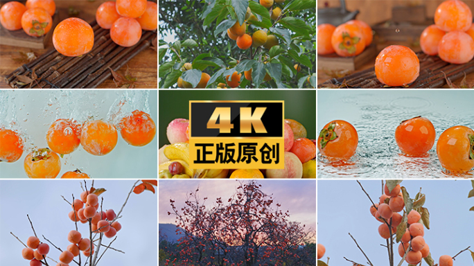 柿子秋天红色水果果实秋收丰收果园秋季水果