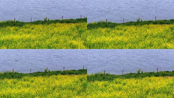 4k长沙鹅洲岛春天油菜花