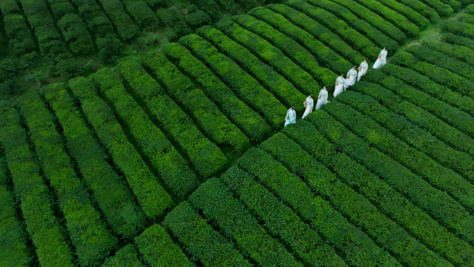 春天茶园采茶茶叶