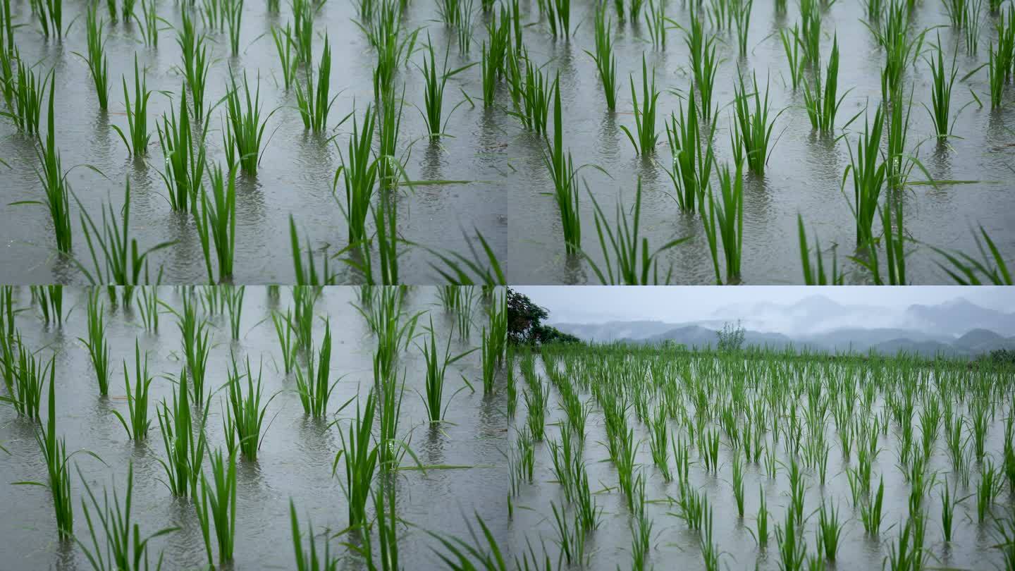 高山水稻田雨水滴答升格