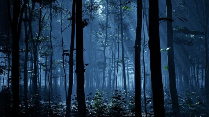 夜间被月光照亮的森林
