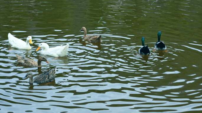 一群鸭子在水面上游动