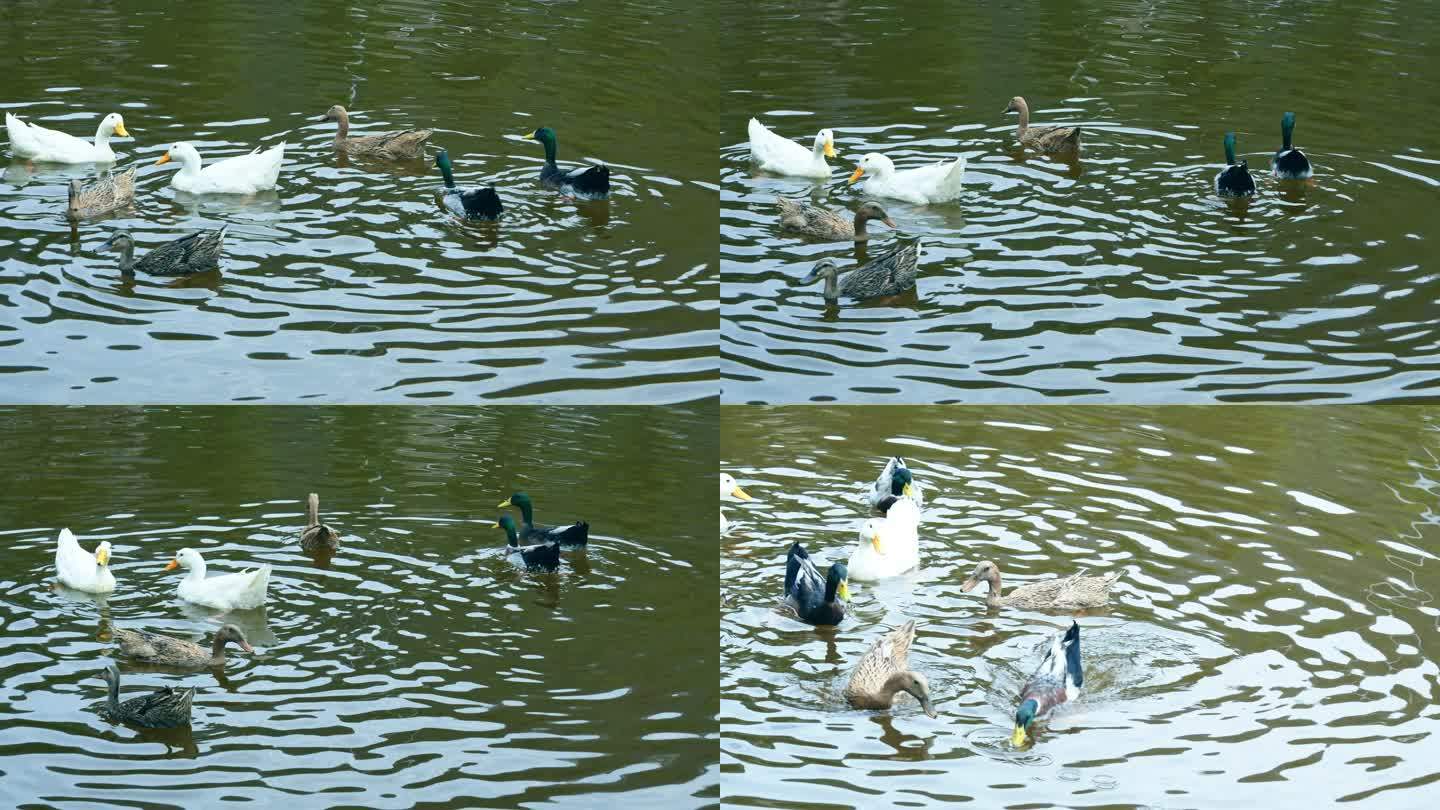 一群鸭子在水面上游动