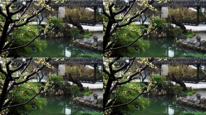 江南中式古典园林南京瞻园庭院春雨下雨雨天