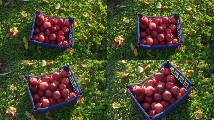 秋天，花园里的盒子里装着成熟的红苹果