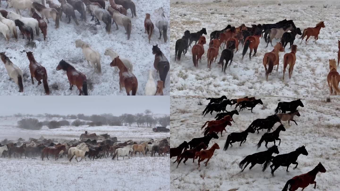 4K马群雪景马群 雪原马群 冬季雪原