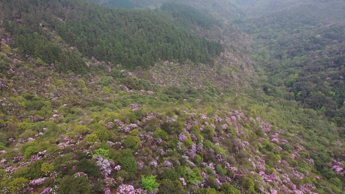 漫山遍野杜鹃花 漫山红遍映山红