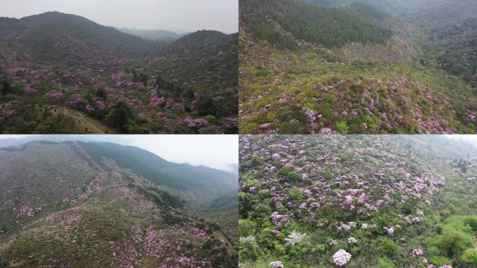 漫山遍野杜鹃花 漫山红遍映山红