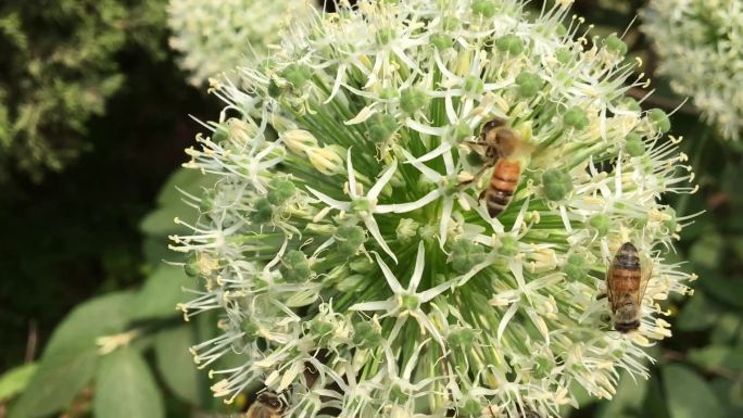 生意盎然的花 蜜蜂与虞美人，白葱花 萱草
