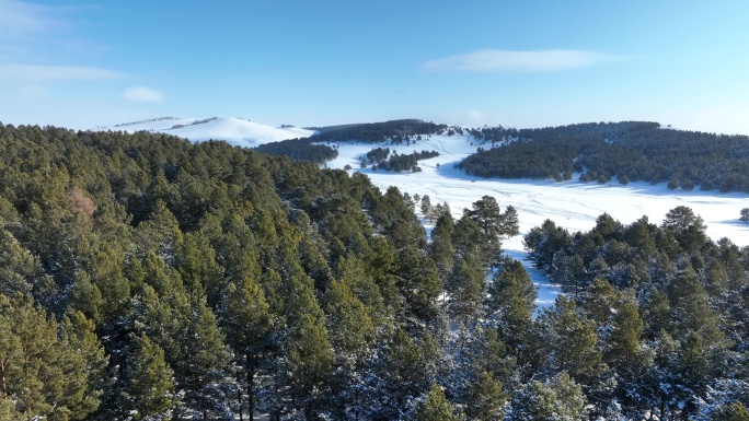 呼伦贝尔雪原樟子松林