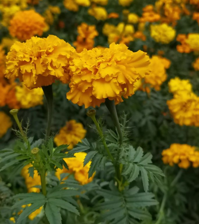 空镜素材：春天来临橙色和黄色的万寿菊开放